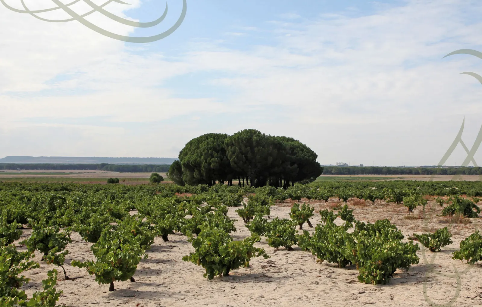 Viñedo de verdejo en vaso sobre suelo arenoso en Alcazarén, con un pinar al fondo