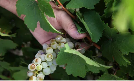Mano cogiendo un racimo de uva verdejo