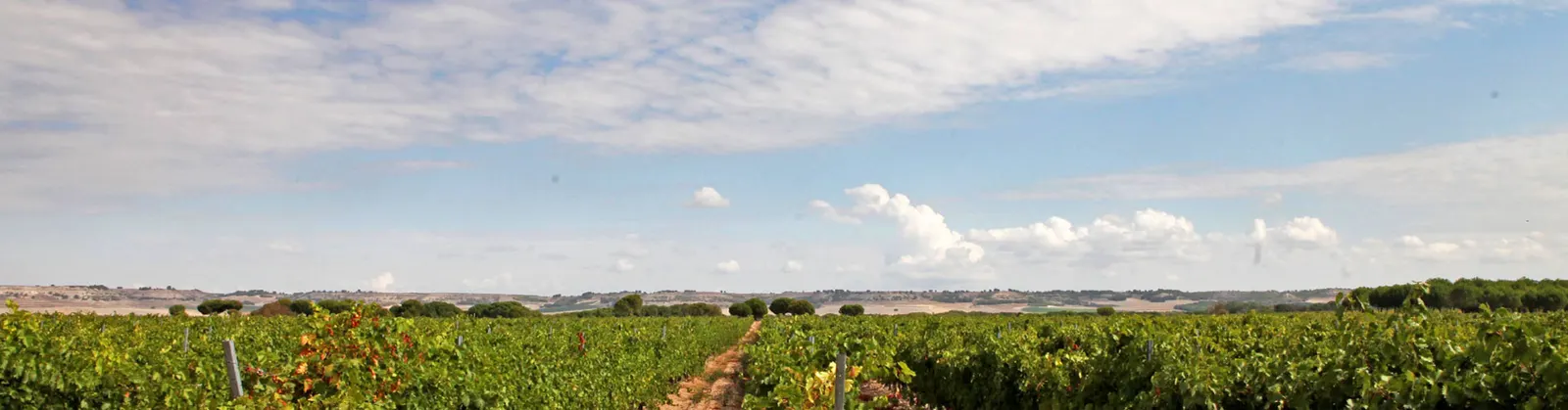 Panorámica de los viñedos de Viñas Murillo bajo el cielo de Castilla
