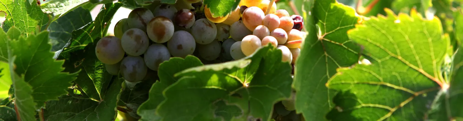 Racimos de verdejo maduros en la cepa